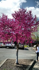 IMG_20160411_143302327